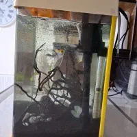 آکواریوم|ماهی|صدرا-فارس, فاز ۱|دیوار