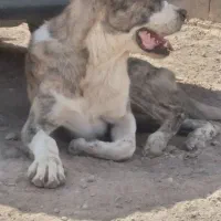 حیون شجر دار|سگ|تربتحیدریه, بالا ولایت|دیوار