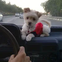 سگ پامر شیتزو میکس خاص|سگ|مشهد, حجت|دیوار