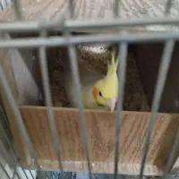 جفت عروس هلندی مولد