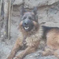 سگ‌ژرمن‌ماده‌واصیل‌