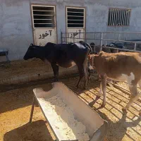 گاو و گوساله|حیوانات مزرعه|خرمآباد, |دیوار