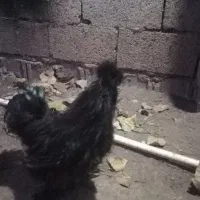 ابریشمی کوپال مولد|حیوانات مزرعه|آستانه اشرفیه, |دیوار