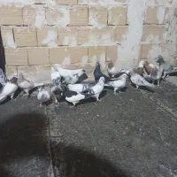 کبوتر پرشی|پرنده|الوند, |دیوار