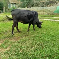 گاو جوان و ۸ماه حامله