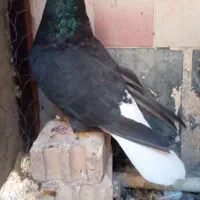 جفت اشعل دم سفید|پرنده|کارون, |دیوار