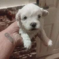 طوله سگ تریرخانگی