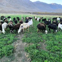 میش و بره جوان و آبستن قوچ پلنگی بز گوسفند