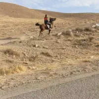 اسب مادیان کرد|اسب و تجهیزات اسبسواری|انگوران, |دیوار