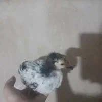 جوجه گلپایگان محلی یک ماهه واکسن خورده