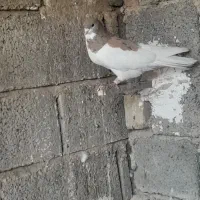 یال سرور نر کله سیاه ماده|پرنده|شیراز, انجیر|دیوار