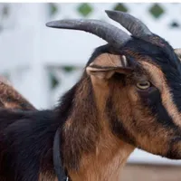 7بزچاق هم برای قصابی هم داشت