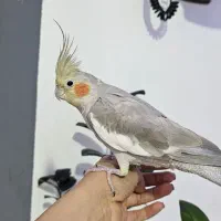 عروس هلندی|پرنده|نوشهر, |دیوار