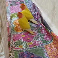 یک جفت طوطی برزیلی صورت هلویی