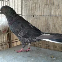 کفتر زاغ دمسفید کبوتر