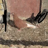 دمسفید ماده|پرنده|مشهد, عسگریه|دیوار