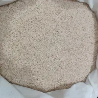 طارم هاشمی رشت