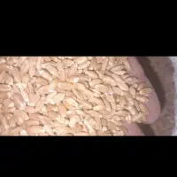 گندم سرحدی
