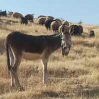 الاغ ماده|حیوانات مزرعه|پلدختر, |دیوار