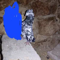 کبوتر سرور نر