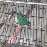 گرینچک و طوطی خورشیدی|پرنده|بندرعباس, |دیوار