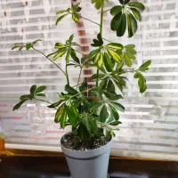 گیاه و گلدان