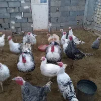 بوقلمون محلی اصل ۱/۲۵۰