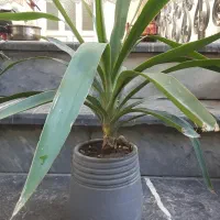 گل داریم|گل و گیاه طبیعی|گرگان, |دیوار