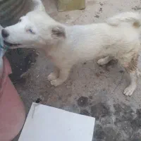 سگ ماده هاسکی