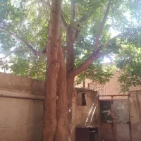 اجاره خانه قاآنی شمالی|اجارهٔ خانه و ویلا|شیراز, فخرآباد (دروازه کازرون)|دیوار