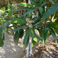 فروش باغ ۷۰۰ متری ۱ خوابه واقع در بیضا