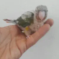 گرینچیک