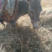 ،خر نر ۳سال