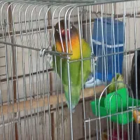 یک جفت عروس هلندی