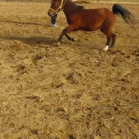 اسب مادیان کورد