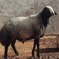 پر شیر .وزن گیری خیلی بالا.از همه نژادها بهتره