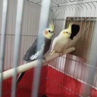 عروس هلندی جفت