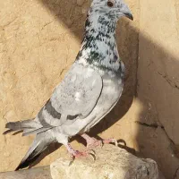 کفتر گوشتی کشتنی سالم خریدارم مهر یا وراوی باشد