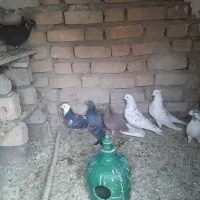 کبوتر|پرنده|زنجان, |دیوار