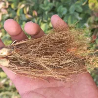 بذر و نهال توت فرنگی رقم سا برینا پر بار یکدست|خدمات باغبانی و درختکاری|خان ببین, |دیوار