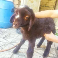 بره شیری|حیوانات مزرعه|اشترینان, |دیوار