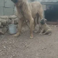 سگ سرابی