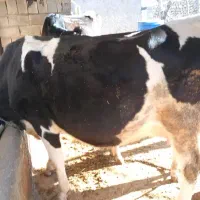 گاو|حیوانات مزرعه|لردگان, |دیوار