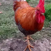 فروش خروس محلی گل باقالی|حیوانات مزرعه|دالخانی, |دیوار