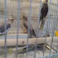 جوجه سرلاکی عروس