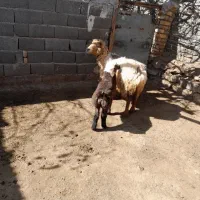 میش بره بزرگ