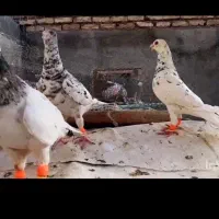 کفتر سار
