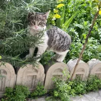 واگذاری بچه گربه رایگان