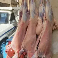 فروش گوسفند شیشک بره با کارای سلاخی|حیوانات مزرعه|قم, زنبیل آباد|دیوار