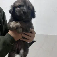 واگذاری توله اشپیتز|سگ|جهرم, |دیوار